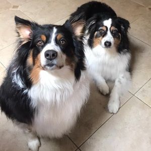 Lacey and Trixie help keep up the positive energy and gratitude. ❤️💥🙏🏻